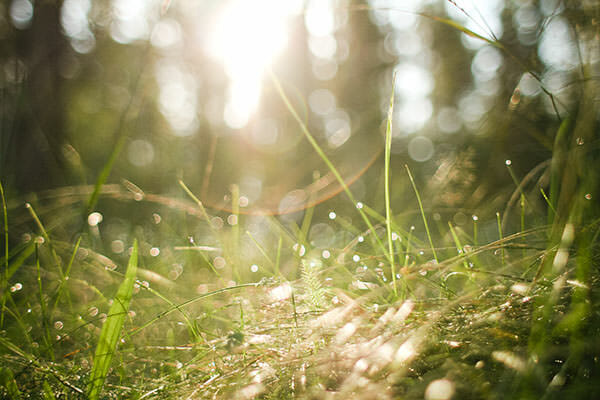 suntreesearthday